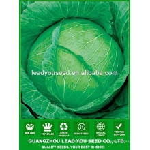 NC39 Biande китайский зеленый плоский семян капусты качество семян капусты 